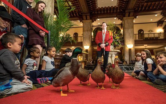 The Peabody Ducks
